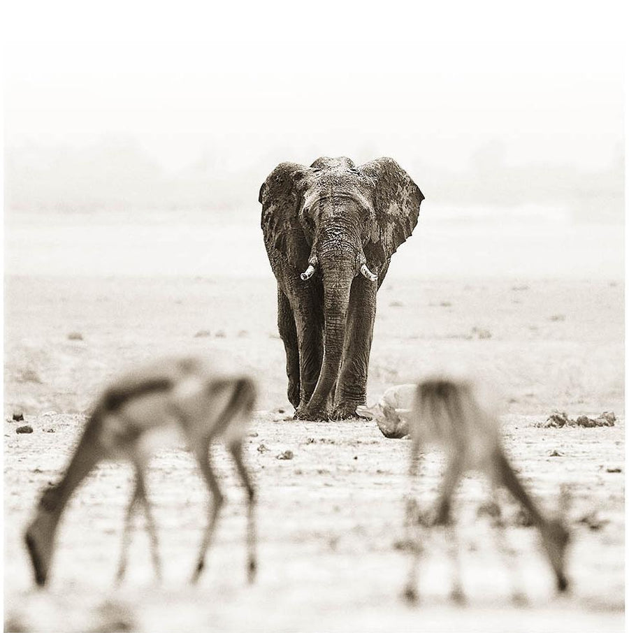 Elephant and Impala print from the Homage collection by photographer Graham Springer