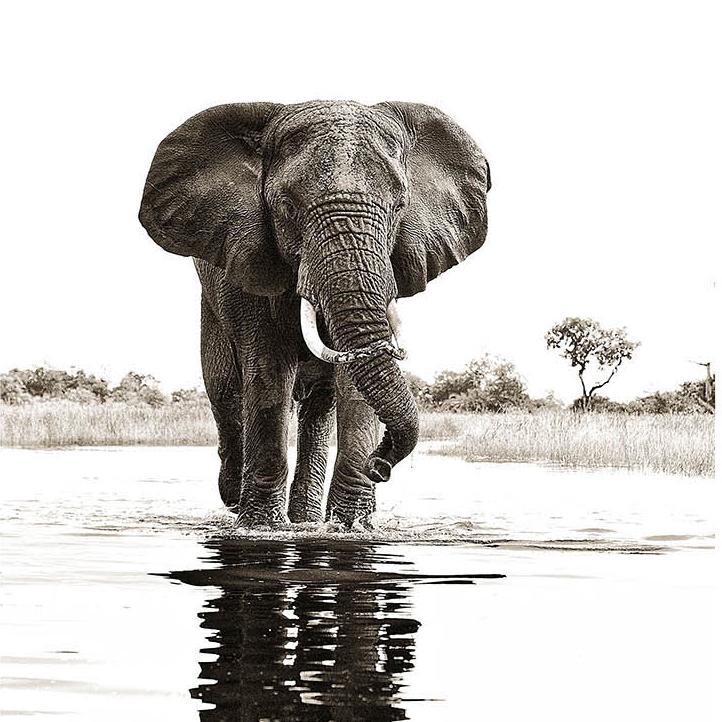 Graham Springe, Homage Collection. Elephant reflection